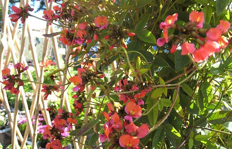 Image of Kennedia coccinea